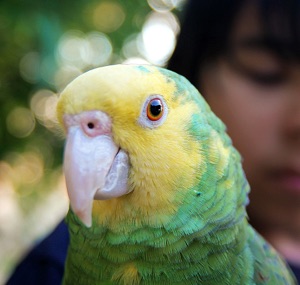 double yellow headed amazon